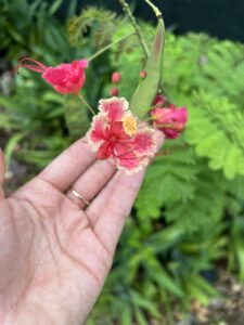 red flower